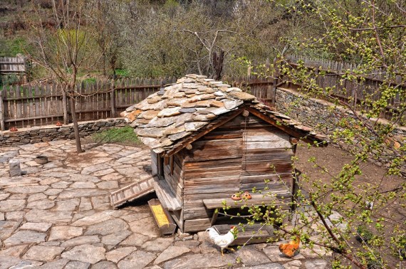 Селски курник