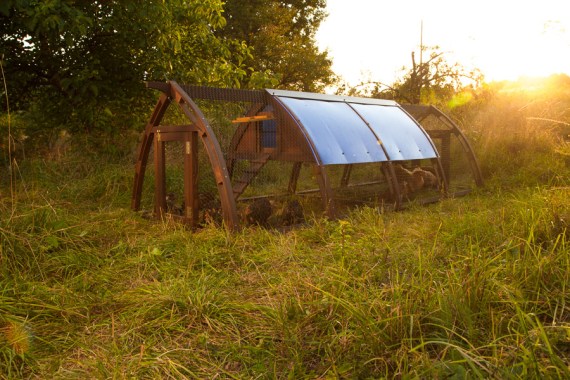 Кокоша каравана