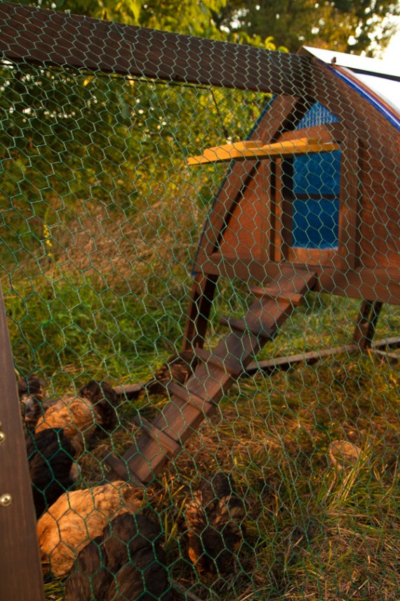 Кокоша каравана